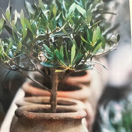 Гостевой дом La Olive Premium Освенцим